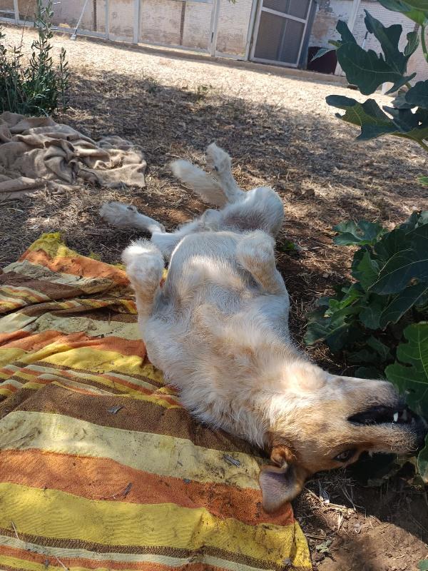 Dolce baiocco da mangiare a baci, 4 anni t M-L Foto 4